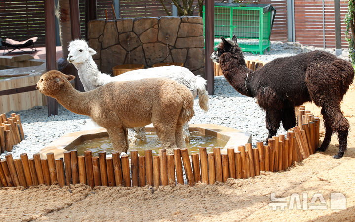 "알파카 수입해주겠다" 계약금 먹튀 30대, 2심 집유 감형