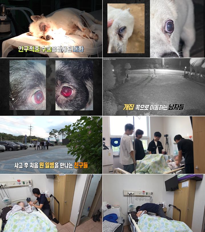 반려견에 비비탄 난사한 해병…CCTV 속 충격적 진실