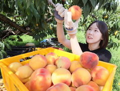 임실군, 복숭아·사과 실증시험포 조성…과수산업 경쟁력 강화