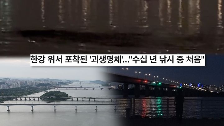 한강에 괴물 나타났다? 길이 10m 괴생명체 포착