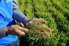 농진청, 네팔·이티오피아 등 5개국 KOPIA센터 소장 5명 공모