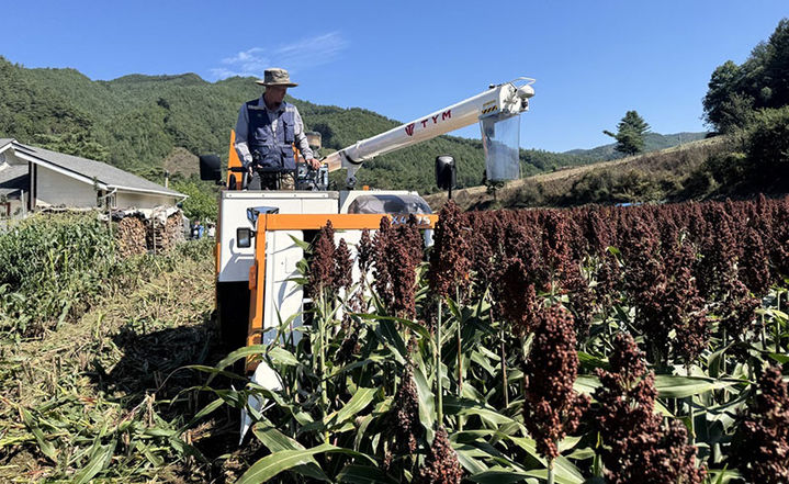 삼척시, 국산 수수 신품종 ‘고은찰’ 수확 연시회 개최 – 탐정사무소 인천탐정사무소 서울탐정사무소