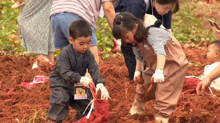 폰테크 달인 목포MBC, ‘농촌사랑체험 고구마캐기’ 200여명 참여 