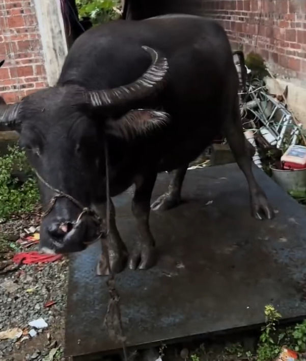 10시간 만에 체중 100㎏ 줄어든 소…알고 보니 ‘강제 물 주입’ – 탐정사무소 인천탐정사무소 서울탐정사무소