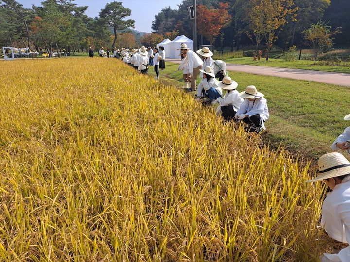 소 몰고, 모 심고…세종대왕릉 위토답서 전통 농경 체험