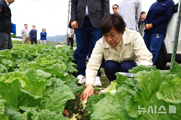 김장배추 작황 점검 나선 송미령 장관  김장배추 작황 점검 나선 송미령 장관