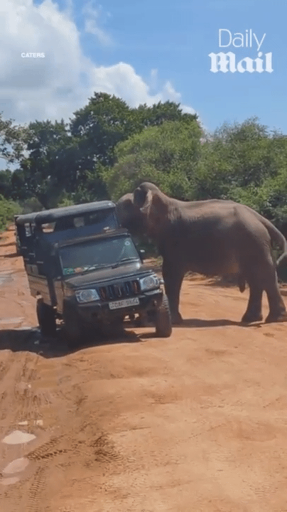 '좋아요'에 목숨 걸다…사파리 사망 사고 급증