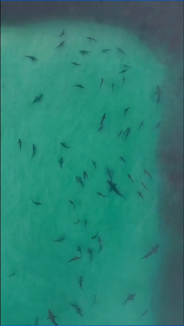 먹이 찾아 몰려든 수백 마리 상어…생태계 건강하단 증거