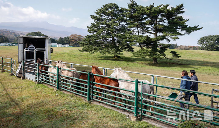 [뉴시스 앵글]제주마의 월동 준비…”내년 봄에 다시 만나요”  