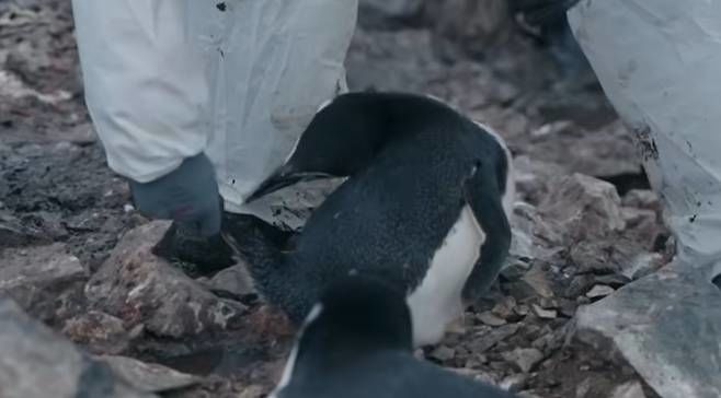 ‘남극의 셰프’, 펭귄 학대 의혹 “출연진 NO”  