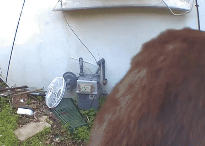 반년 동안 소름끼치는 동거…'지하 세입자'는 흑곰