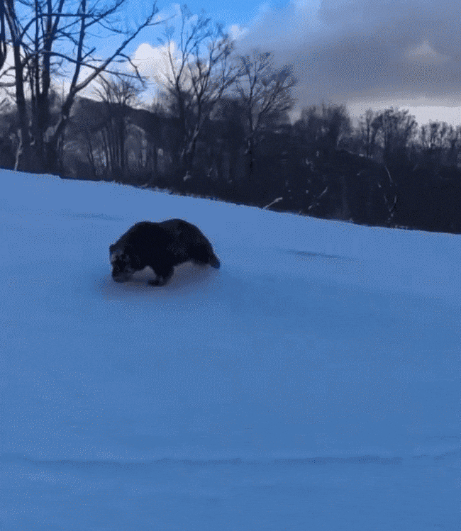 日 스키장에 곰 출몰…스노보더가 찍은 공포의 순간