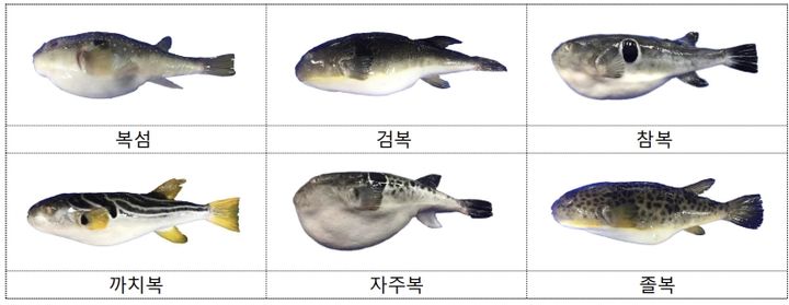 "잊을만하면 또" 복 요리 먹고 중독…'이것' 꼭 지키세요