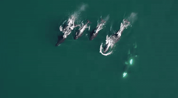 "혼자보단 둘이지"…세계 최초 범고래·돌고래 협동 사냥 포착