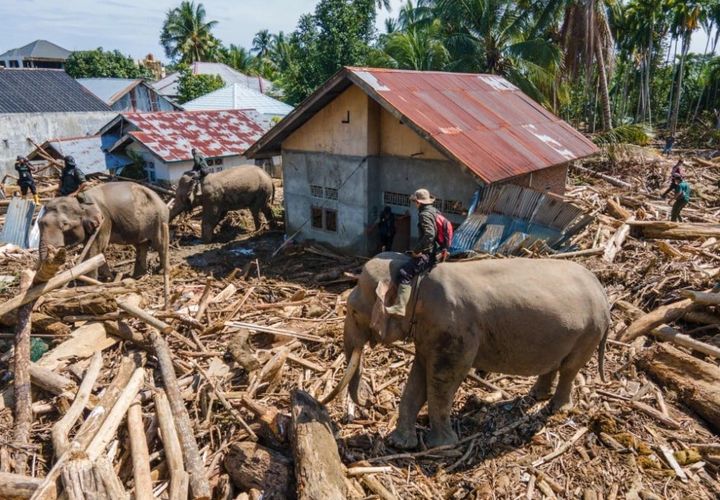 홍수 잔해 치우는 코끼리, 인도네시아 복구 현장서 '갑론을박'