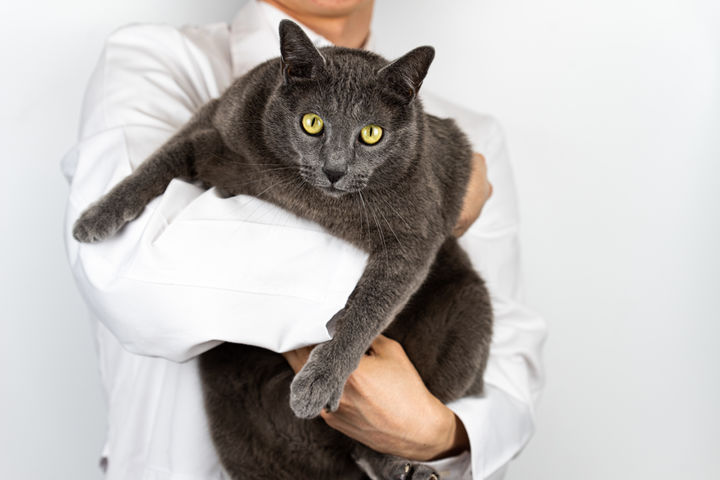 "우리집 뚱냥이도 다이어트?"…동물용 '비만 치료제' 개발 본격화