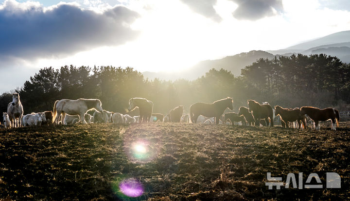 서귀포시 '붉은 말의 해' 말산업 17억 투자…본격 육성