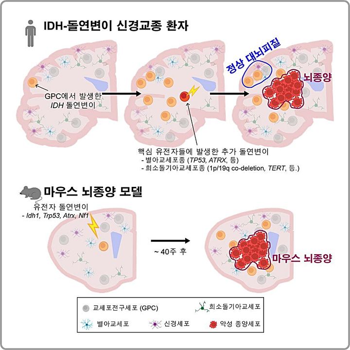 인천탐정사무소 서울탐정사무소 – KAIST, 난치성 뇌종양 ‘시작점’ 찾았다…정상 뇌 세포서 이미 시작 