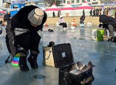 홍천강 꽁꽁 축제 개막…“인삼 먹은 송어 손맛 즐긴다”