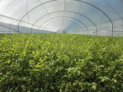 대구 동구, 팔공산 미나리 본격출하·판매…무농약 친환경