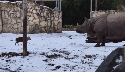 17㎏ 사슴 vs 1700㎏ 코뿔소…동물원서 포착된 '결투'