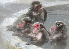 日홋카이도, 내달 1일부터 숙박세 도입…삿포로는 추가 과세