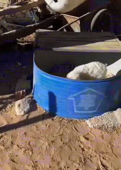 생후 10일 된 새끼 양…팔려 가지 않으려고 '죽은 척'