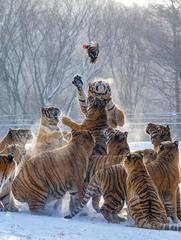 '호랑이 셀카 명소’태국 타이거킹덤, 72마리 집단 폐사 "왜?"