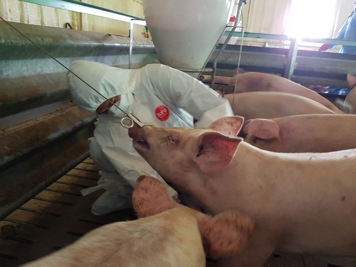 충남 보령 양돈농장서 ASF 발생…정부, 긴급방역 조치