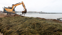 제주해안 골칫거리 '괭생이모자반' 등 무상공급·제품개발