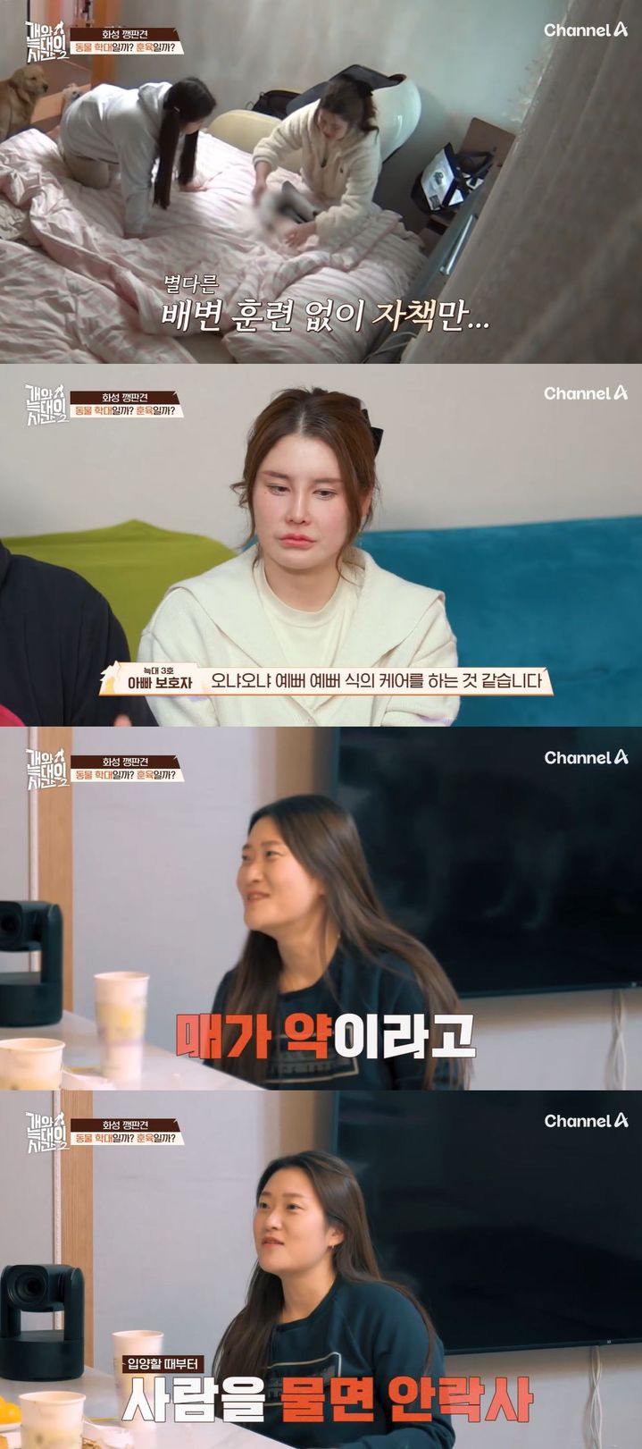 반려견 훈육에 보호자 