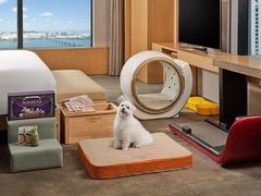 콘래드 서울, 반려견·견주 위한 '2026 펫 메종' 재단장