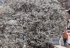 절기 '우수' 충북 맑고 일교차 커…낮 최고 10도