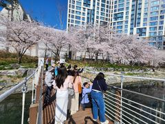 춘절서 벚꽃까지…부산, 중화권 관광객 유치 '집중 마케팅' 