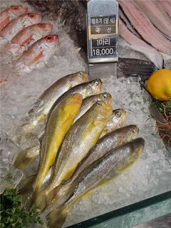 국립수산과학원 "200ｇ 대형 양식 참조기, 백화점에 유통"