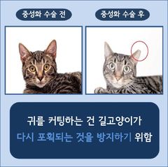 은평구, '2026년 길고양이 중성화 사업' 실시