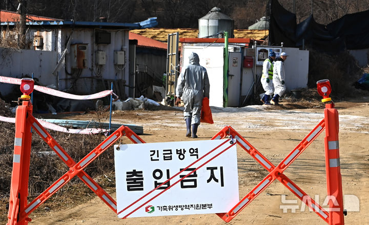 ASF 20건 중 18건 '해외 유래' 추정…오염 사료 355t 회수·전국 추가 검사