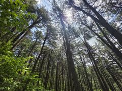 충북도, 도유림에 193억 투입…"공익·경제 가치 높인다"