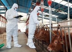 충북도 "소·염소 33만 마리 구제역 백신 조기 접종"