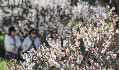 향긋한 매화꽃 활짝 [뉴시스Pic]