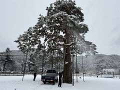"정이품송 지키자"…대설주의보 속 나뭇가지 제설 '구슬땀'