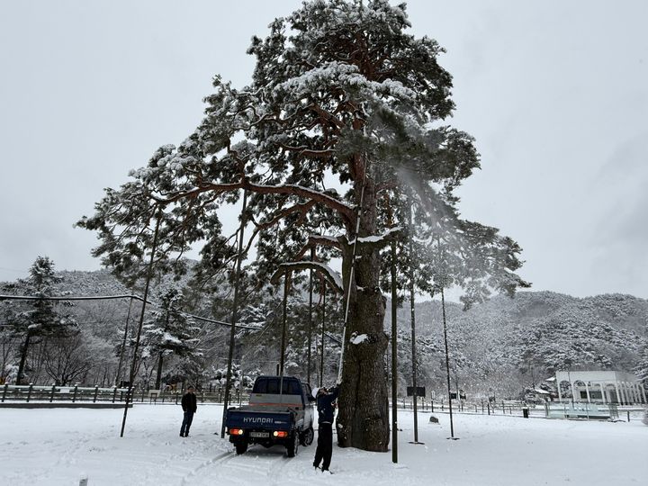 "정이품송 지키자"…대설주의보 속 나뭇가지 제설 '구슬땀'