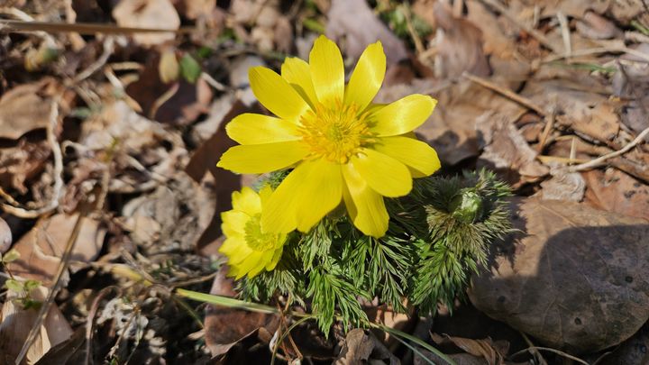 '봄이 왔어요'…광주 무등산에 '변산바람꽃·복수초' 개화