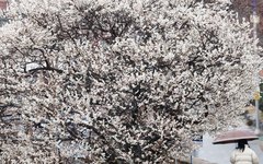 봄을 재촉하는 비 [뉴시스Pic]