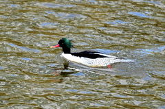 성동구 중랑천서 멸종 위기 호사비오리 3년 연속 확인