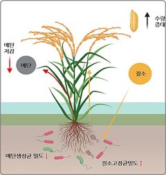 '감탄' 벼 유전자 메탄 줄이는 원리 규명…토양 미생물 소통 확인