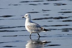 서천 월포갯벌서 국제적 멸종위기종 고대갈매기 2마리 관찰