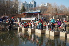 3년만에 1급수 된 인천 승기천…연수구, 버들치 방류