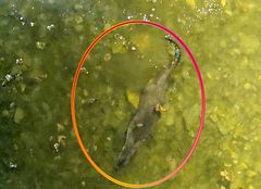 괴산 도심 하천서 멸종위기종 '수달' 포착