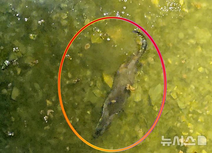 괴산 도심 하천서 멸종위기종 '수달' 포착